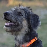 Hübscher Serse sucht Zuhause, Hund zur Adoption
