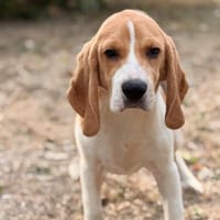 Babou CAA15890, chien à adopter