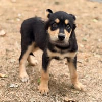 Barnabe CAA15912, chien à adopter