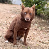 Zia CAA15897, chienne à adopter