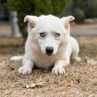 Pinacolata CAA15895, chienne à adopter
