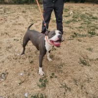 AZUL PAA24388, chien à adopter