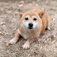 Orka CAA15894, chienne à adopter
