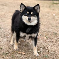 Oksi CAA15896, chienne à adopter