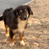 Brut CAA15887, chien à adopter