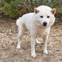 Polaire CAA15905, chien à adopter