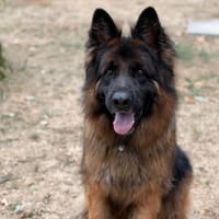 Thorkan CAA15911, chien à adopter