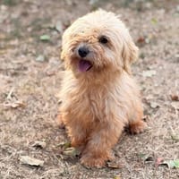 Justine CAA15888, chienne à adopter