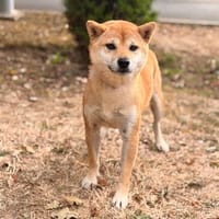 Douce CAA15902, chienne à adopter