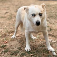 Mika CAA15907, chienne à adopter