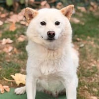 Tazette CAA15908, chienne à adopter