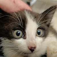 Boom, chat à adopter