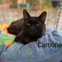 Carbone, chat à adopter