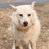 Mikadette CAA15898, chienne à adopter