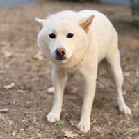 Rex CAA15906, chien à adopter