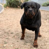 Python CAA15879, chienne à adopter