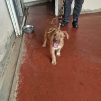 ROCKET PAA24386, chien à adopter