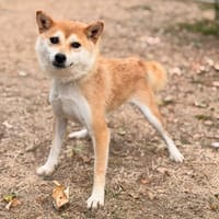 Valkyria CAA15903, chienne à adopter