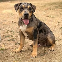 Bowser CAA15893, chien à adopter
