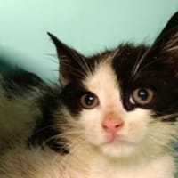 Zoup, chat à adopter