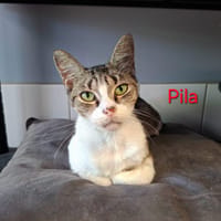 Pila, chatte à adopter