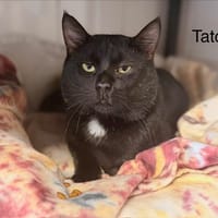Tatou, chat à adopter