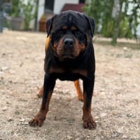 Ryan CAA15878, chien à adopter