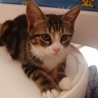 OSEILLE [CHATON], chatte à adopter