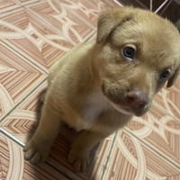 TIK (EN FR), chien à adopter
