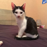 DAMIER, chat à adopter