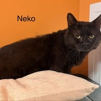 Neko, chat à adopter