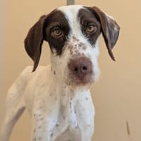 TOUNDRA, chienne à adopter