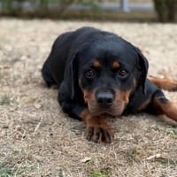 Tiara CAA15880, chienne à adopter