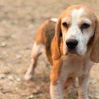 Rose CAA15882, chienne à adopter