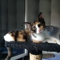 CIBOULETTE [CHATON], chatte à adopter
