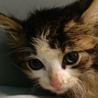 Splash, chat à adopter