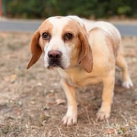 Suzette CAA15884, chienne à adopter