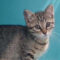 TEMARI C, chatte à adopter