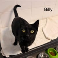 Billy, chat à adopter