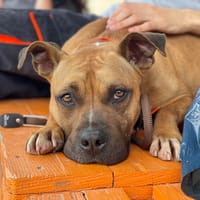 RYLLEY, chienne à adopter