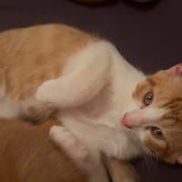Nacré, chat à adopter