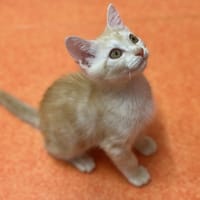 CLIP, chat à adopter