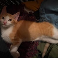Pyrale, chatte à adopter