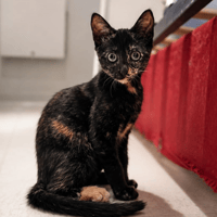 MISSY [CHATON], chatte à adopter