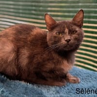 Séléné, chatte à adopter