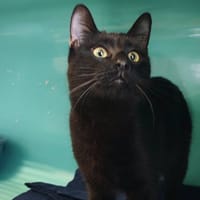 PISTOUILLE, chatte à adopter