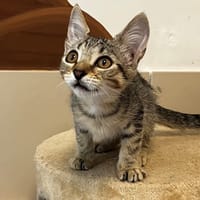 ROMEO, chat à adopter