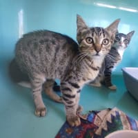 HINATA C, chatte à adopter