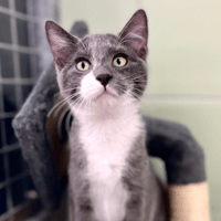 TIKO, chat à adopter