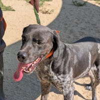 Aston, chien à adopter